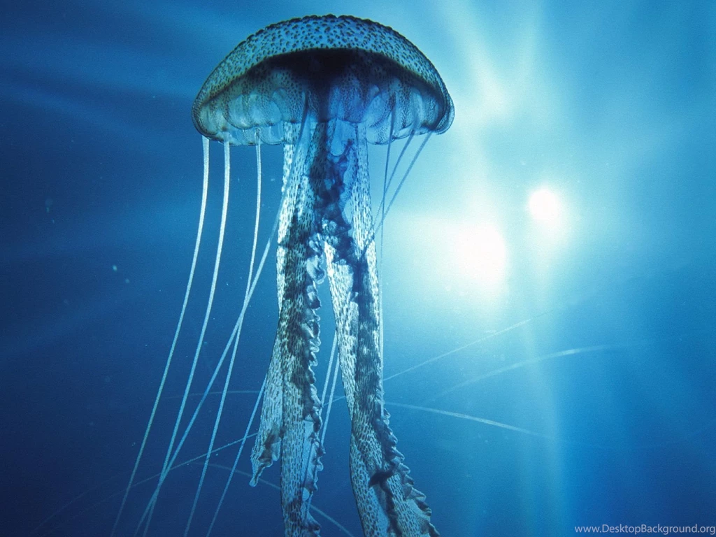 Jellyfish HD Wallpapers And Backgrounds