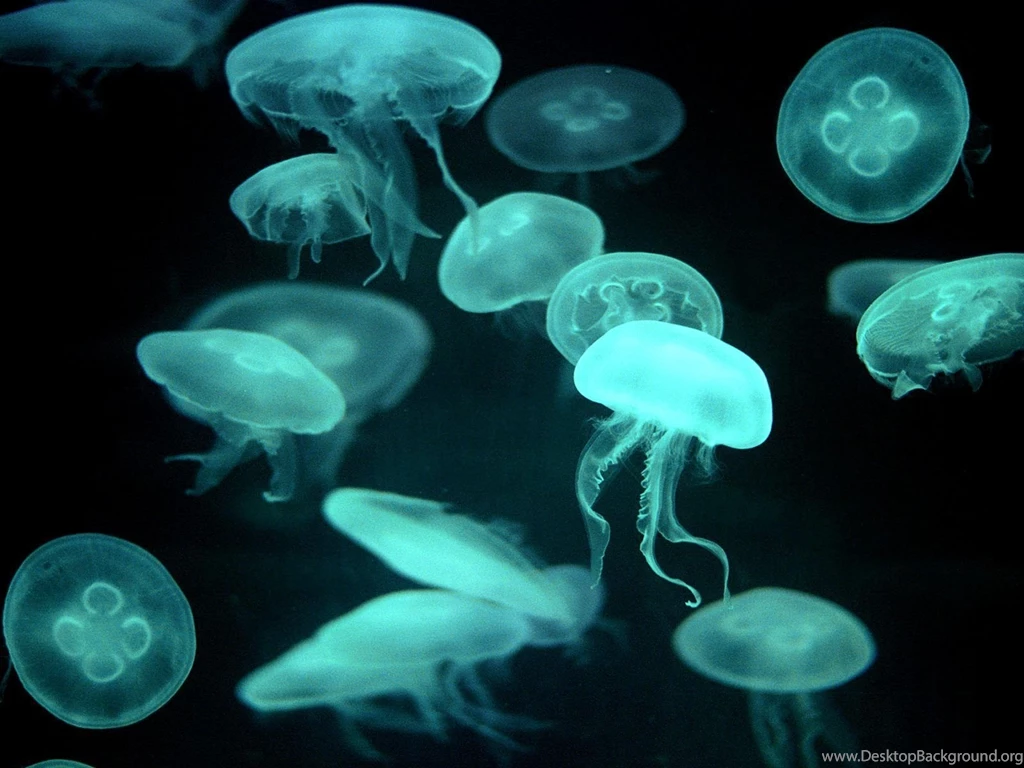 Jellyfish Wallpapers HD 42269 Full HD Wallpapers Desktop Res ...