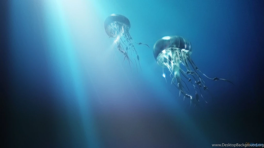 The Journey Of The Jellyfish