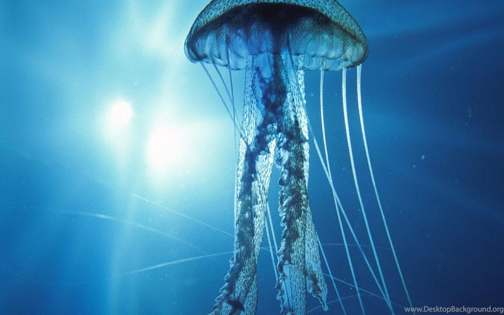 Destiny HD Wallpapers Desktop Backgrounds Free Download