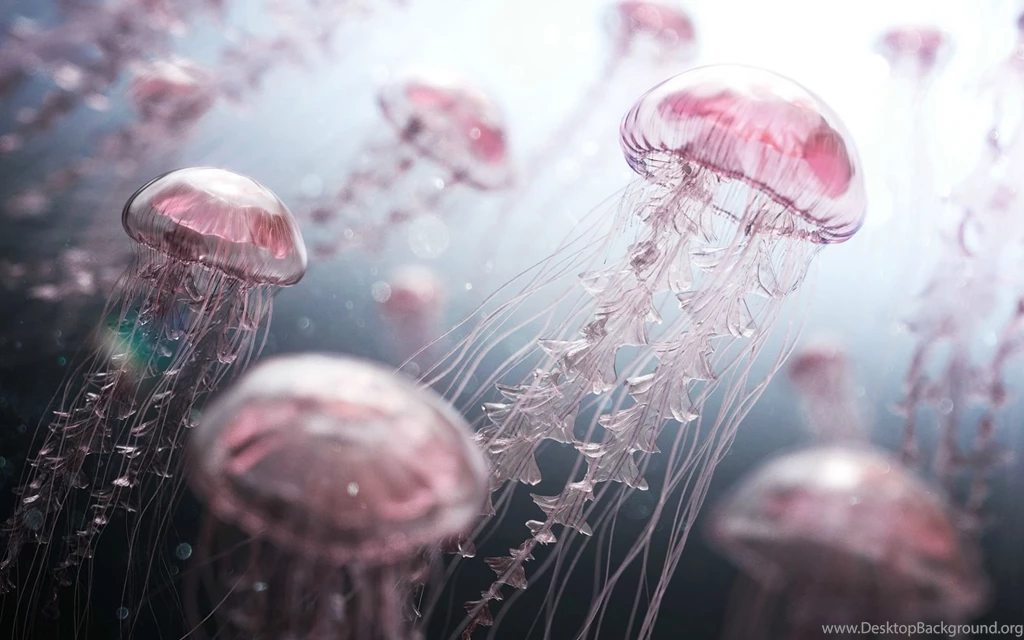 Jellyfish Digital Artwork Wallpapers