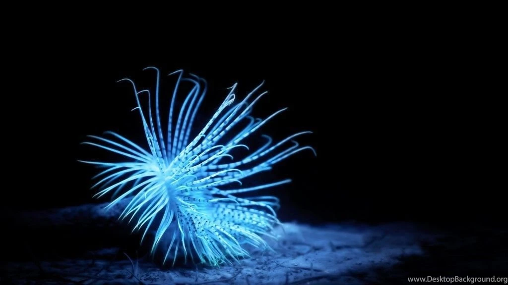 Animal, Jellyfish, Beautiful, Blue, Dark, Photography HD Wallpapers