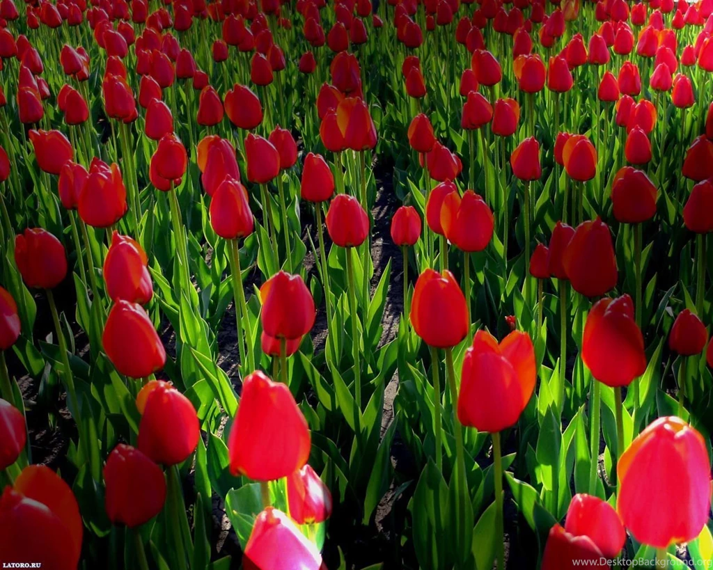 Free Desktop Wallpaper Backgrounds Spring Flowers