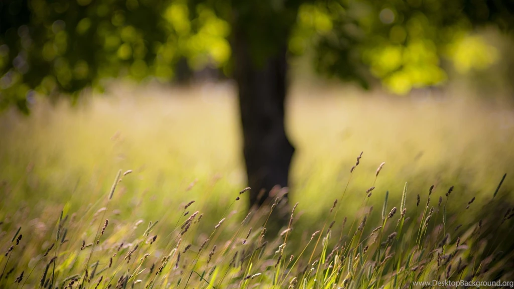 Download 2560x1440 Blurry Summer Field Wallpapers