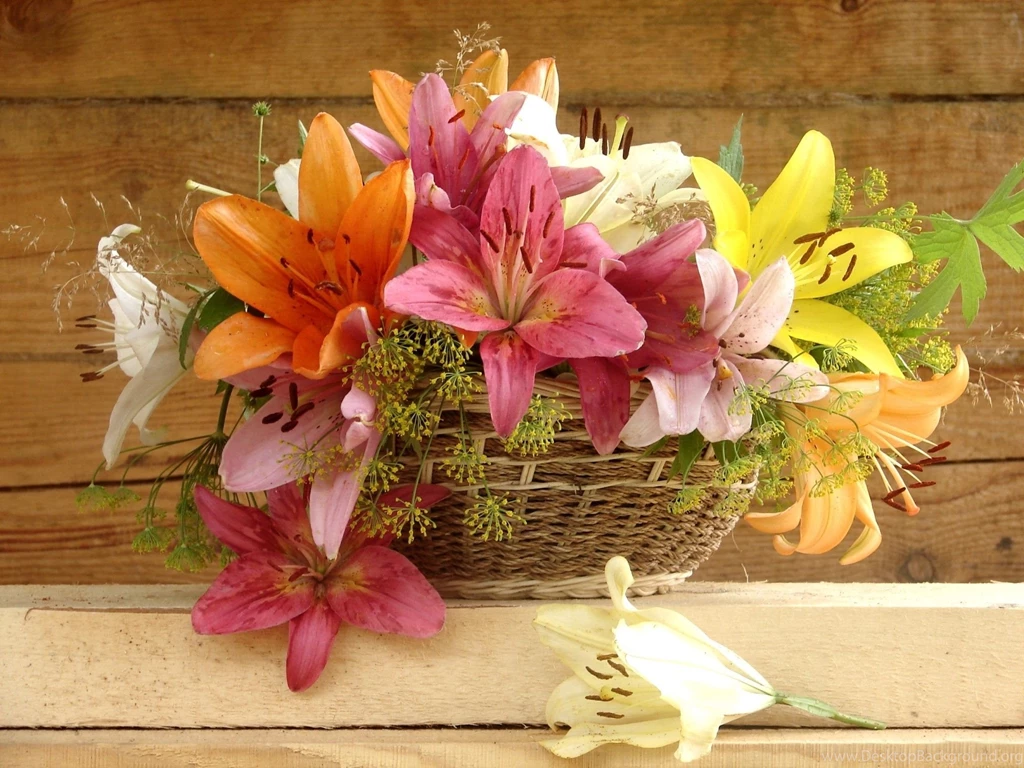 Tiger Lily HD Wallpapers, Tiger Lily Pictures Free, New Wallpapers