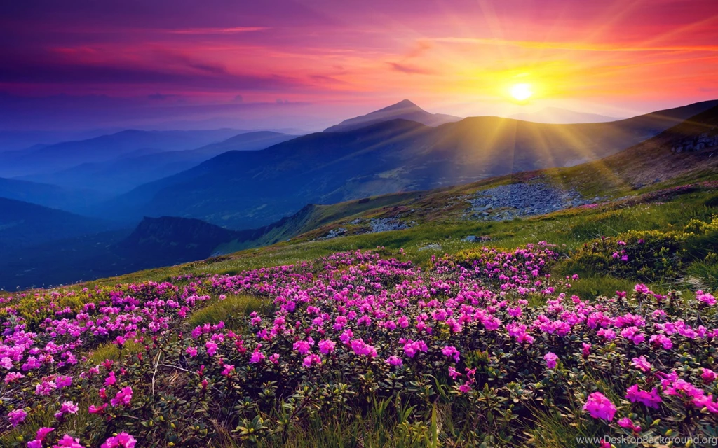 Sunset In Park Flowers Wallpaper Images