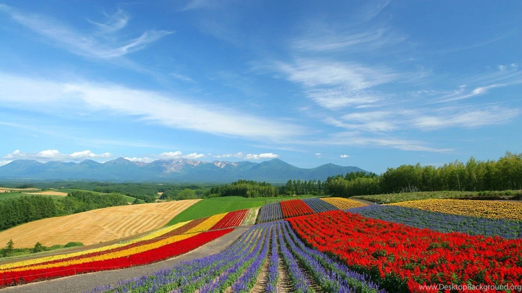 Japan Hokkaido Country Field : Open Field Under Sky1920*1080第23 ...