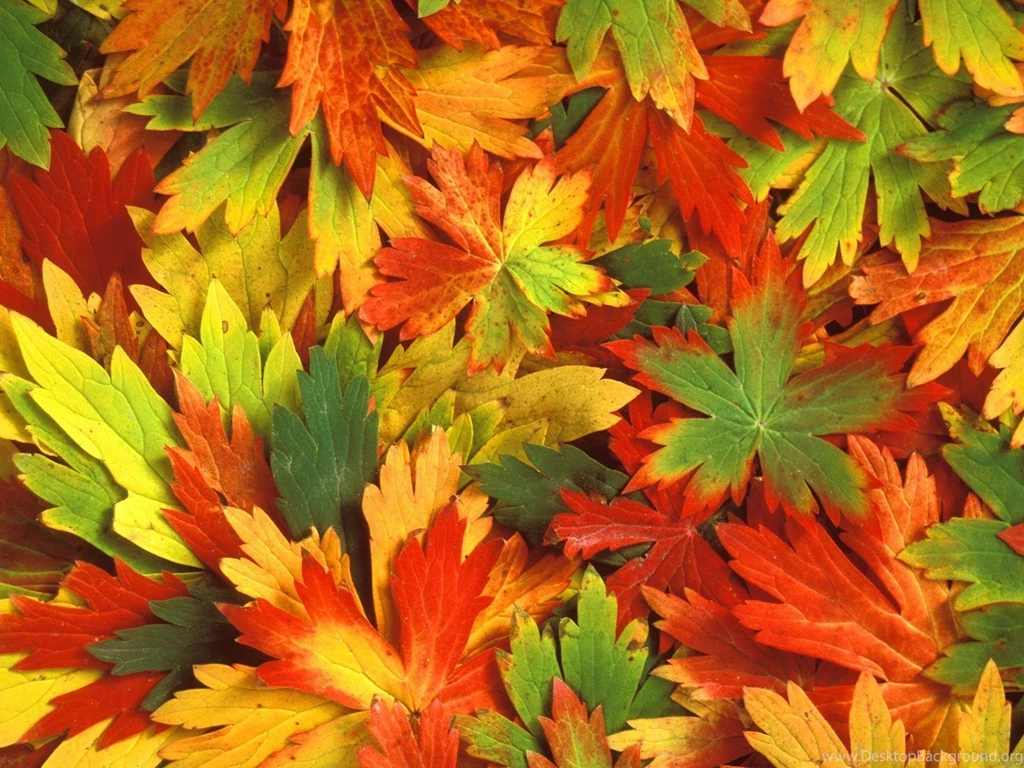 Gallery For   Fall Free Leaf Wallpapers
