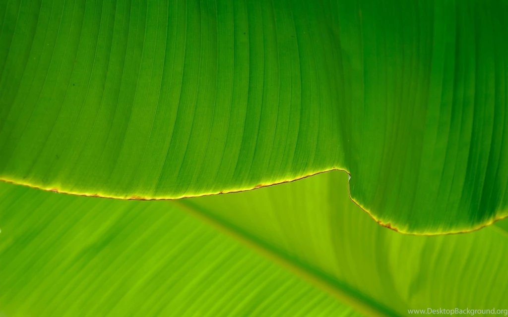 Download Texture: Green Leaf, Download Photo, Texture, Green Leave ...