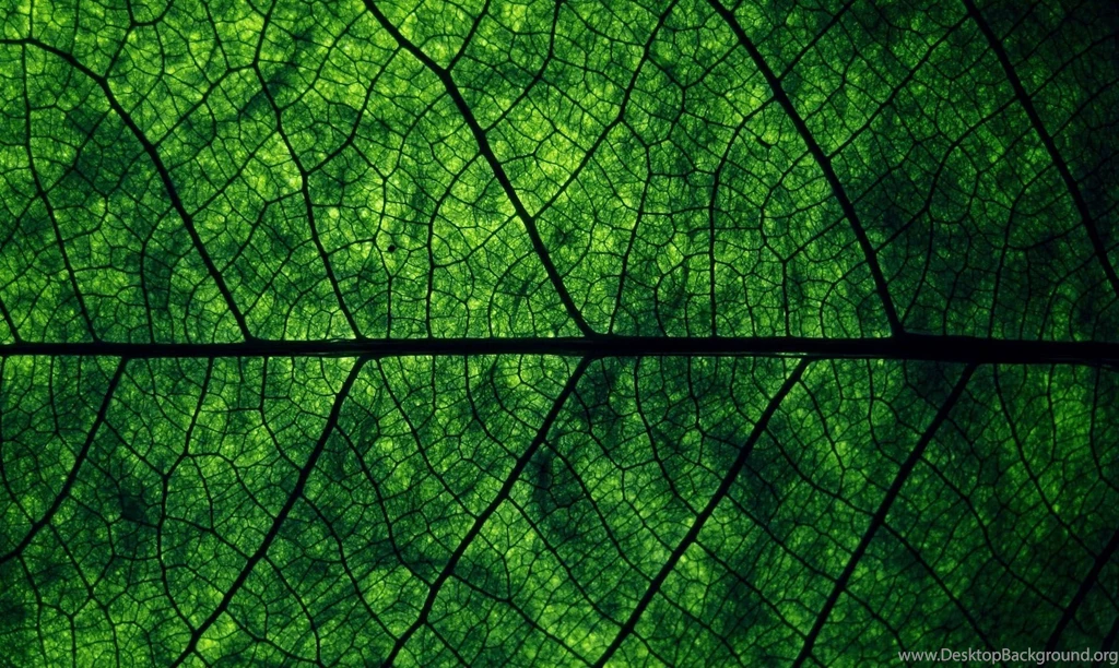 Download Texture: Green Leaf, Download Photo, Texture, Green Leave ...