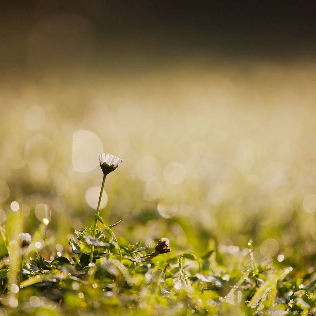 Ipad retina wallpaper 2048×2048 0147