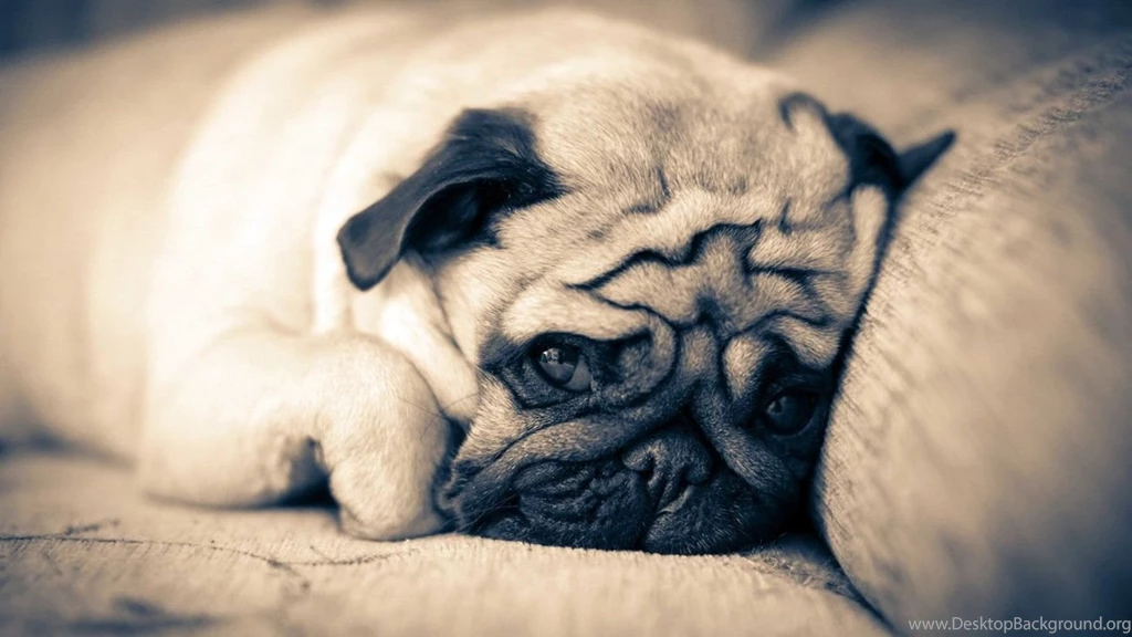 Sad Pug Face Wallpapers HD