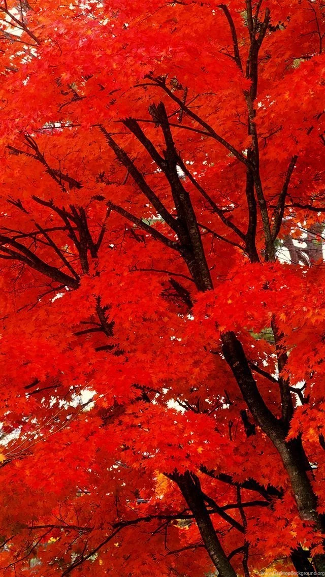 iPhone 6 Nature Wallpapers