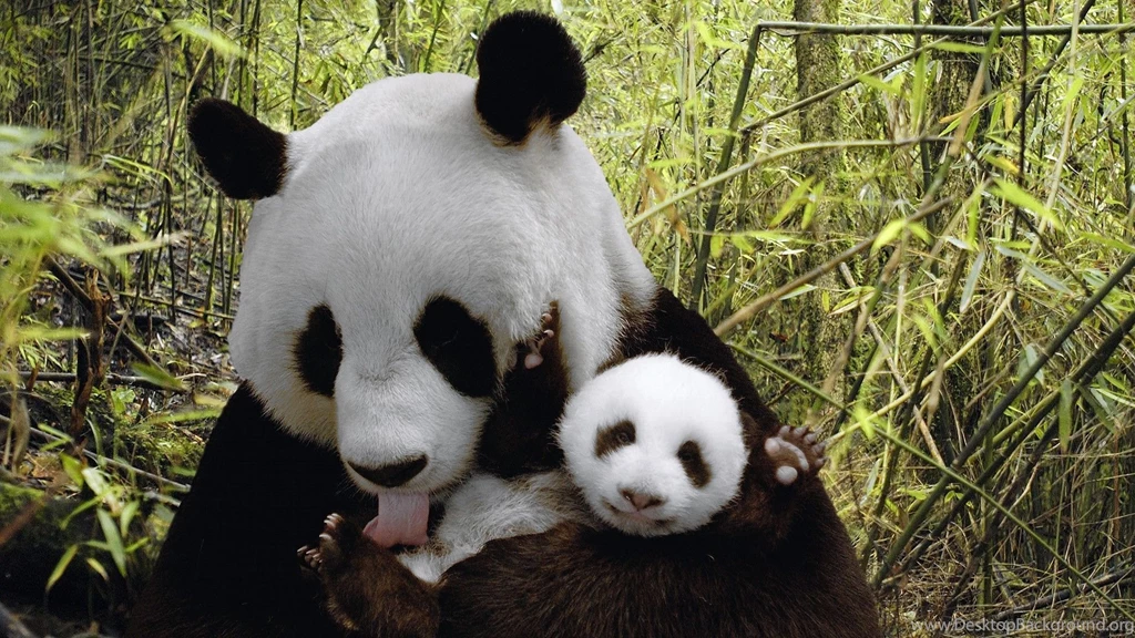 Panda Desktop Wallpapers HD Desktop 12497 HD Wallpapers Site