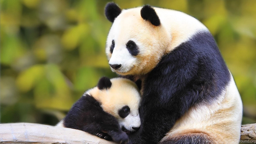 Panda pics.jpg