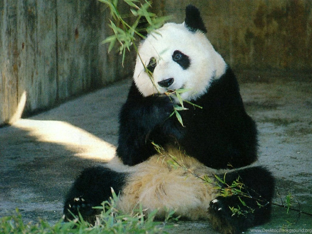 Funny Panda Desktop Wallpapers