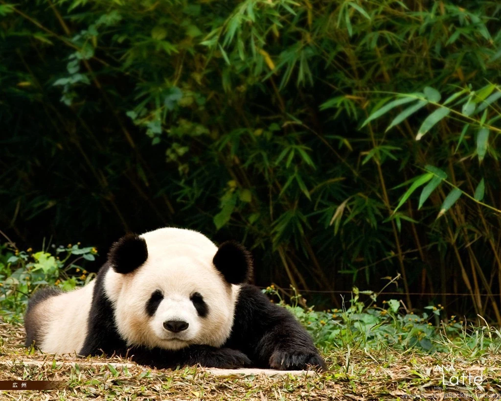 Panda Desktop Wallpapers Amazings 12373 HD Wallpapers Site