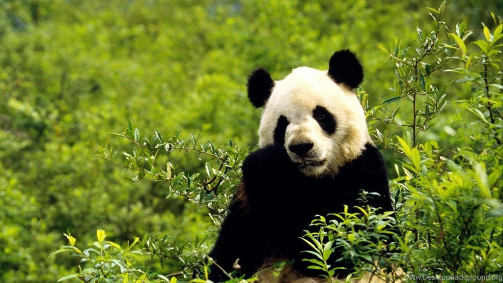 Download Cute Panda Photo HD Free Desktop Wallpaper Backgrounds ...