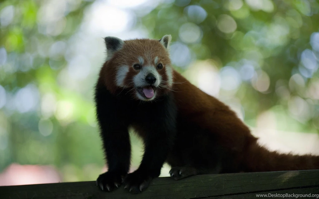 Red Panda With Its Tongue Out Wallpapers 25815