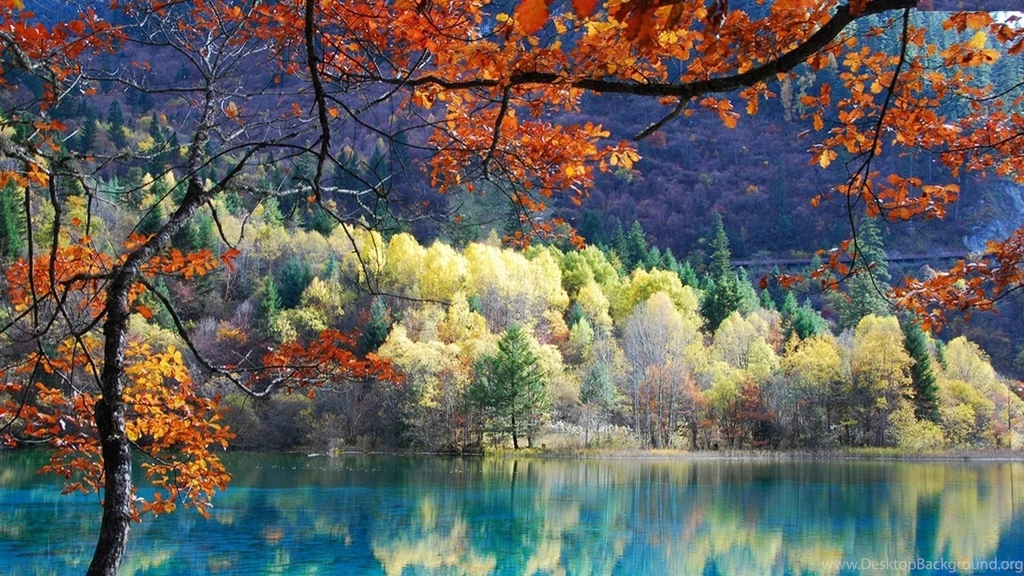 Autumn Tree HD Wallpapers