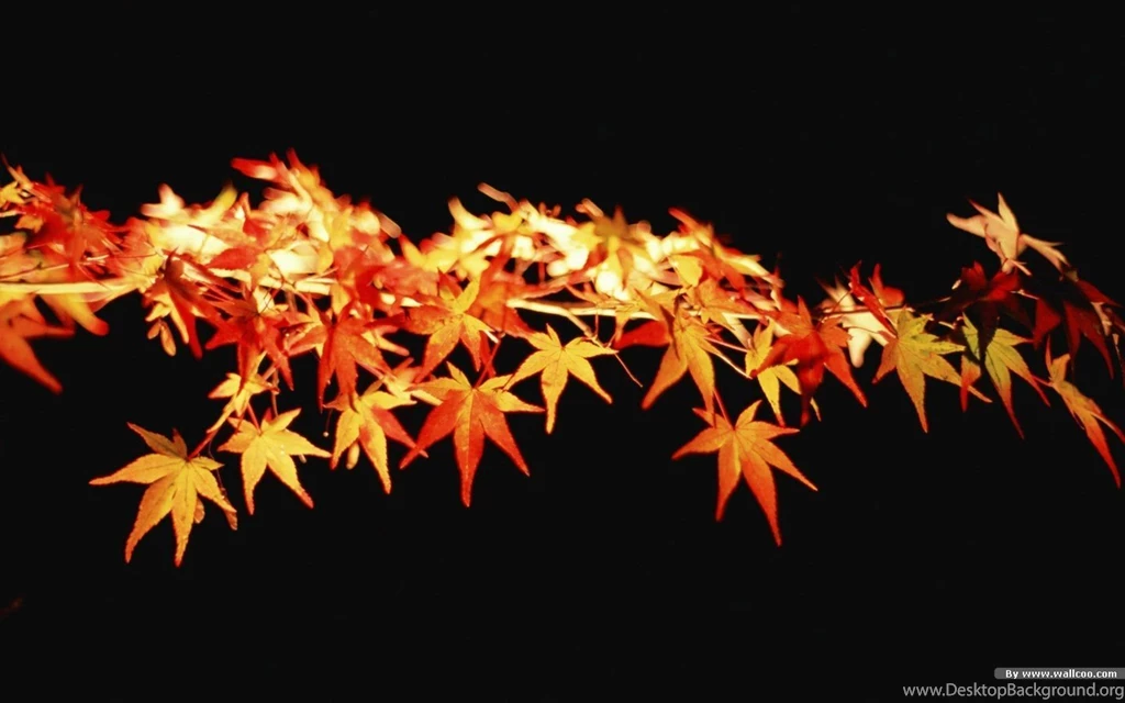 Autumn Tints Beautiful Fall Leaves Widescreen Wallpapers ...