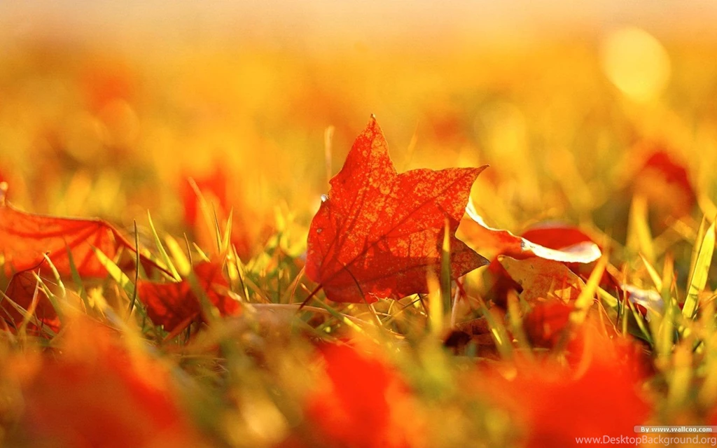 Autumn Tints Beautiful Fall Leaves Widescreen Wallpapers ...