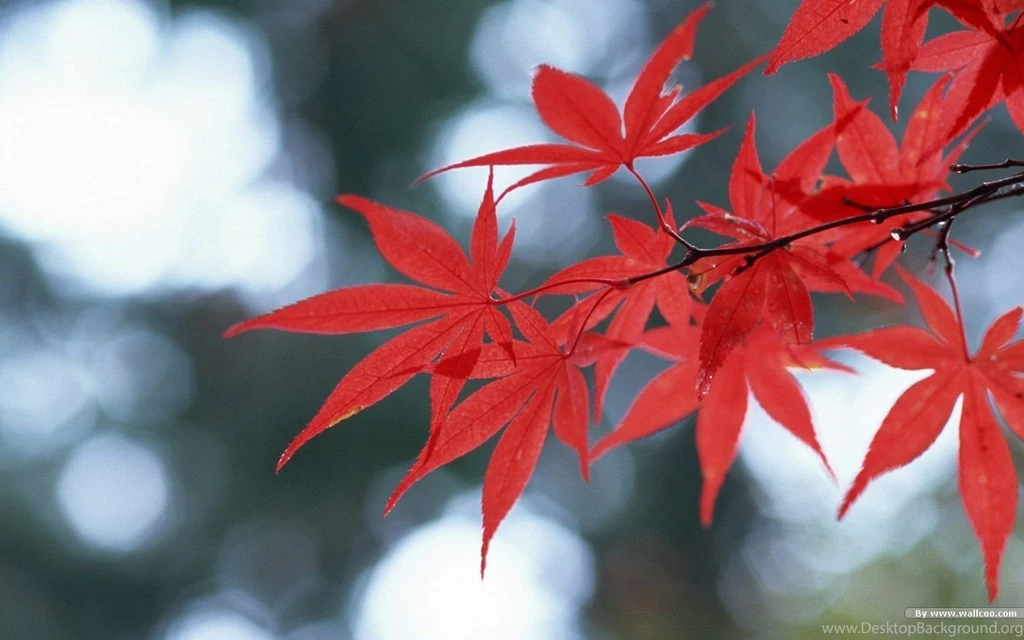 Autumn Tints Beautiful Fall Leaves Widescreen Wallpapers ...