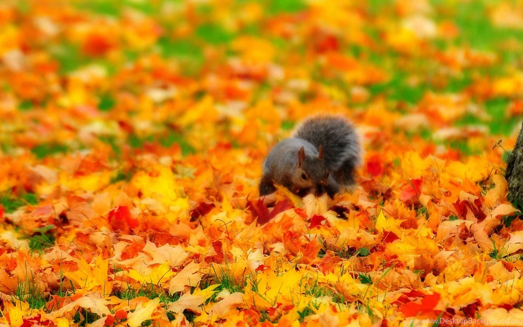 Fall With Animal Widescreen HD Wallpapers 4037 Amazing Wallpaperz