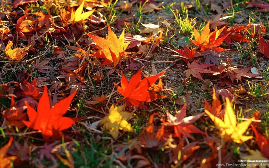 Autumn Tints   Beautiful Fall Leaves Widescreen Wallpapers ...