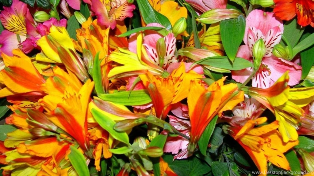 Bright Colorful Wallpapers