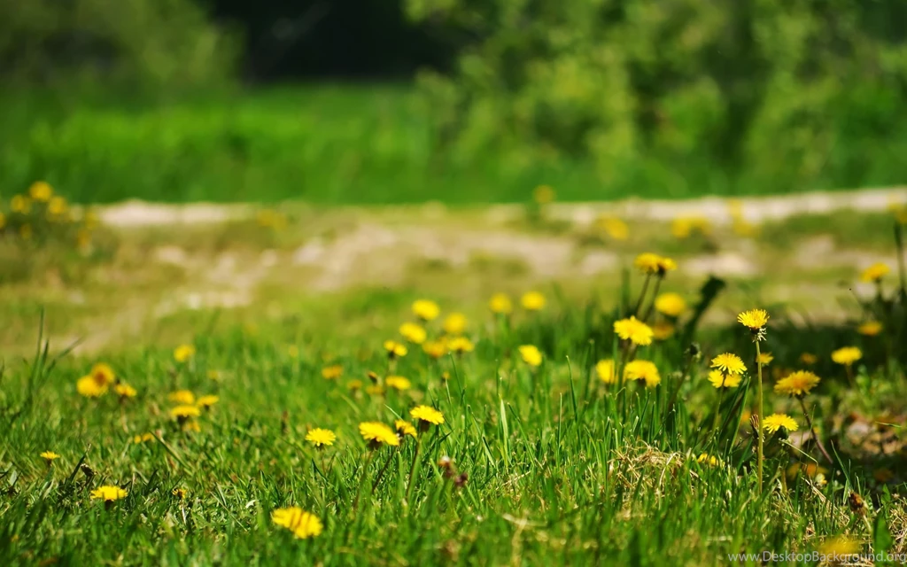 Spring Desktop Wallpapers