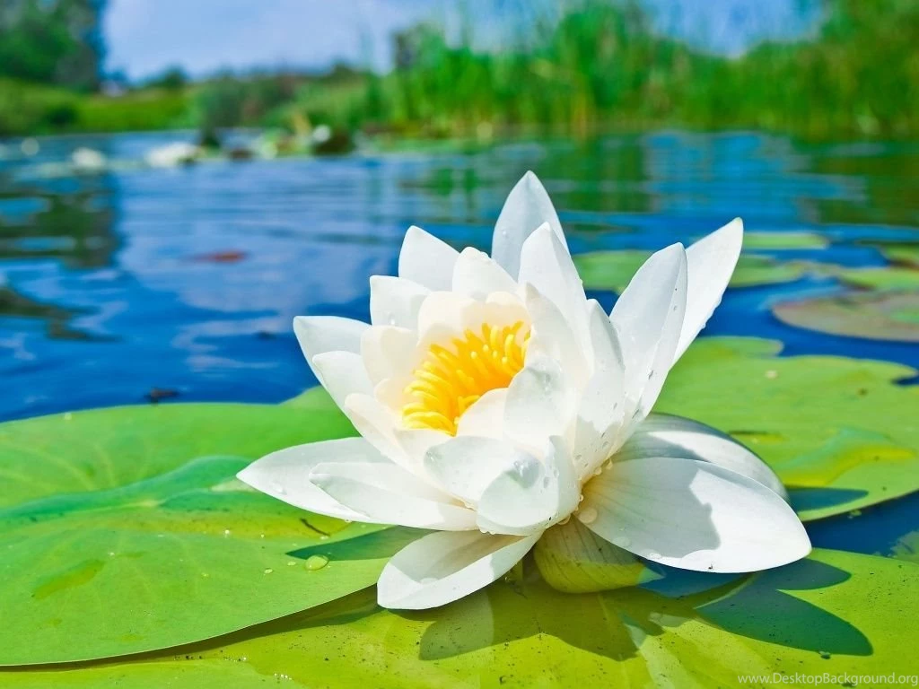 1024x768 Water Lily Hd Wallpapers