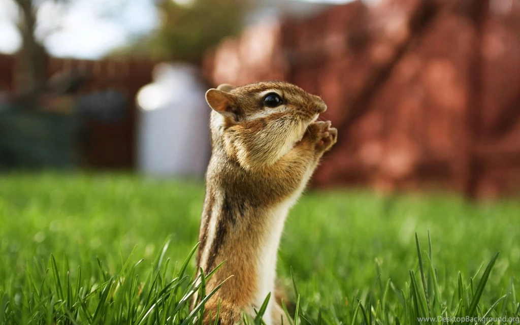 Squirrel Wallpapers HD Pictures