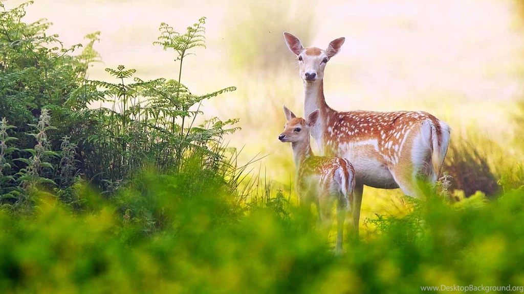 Deer Family HD Wallpapers Download For Desktop & Mobile