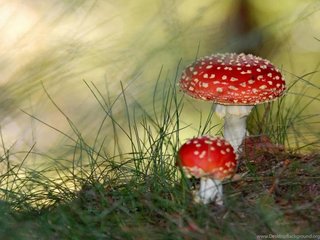 FLowers HD Wallpapers 1024x768 Wallpapers, 1024x768 Wallpapers ...