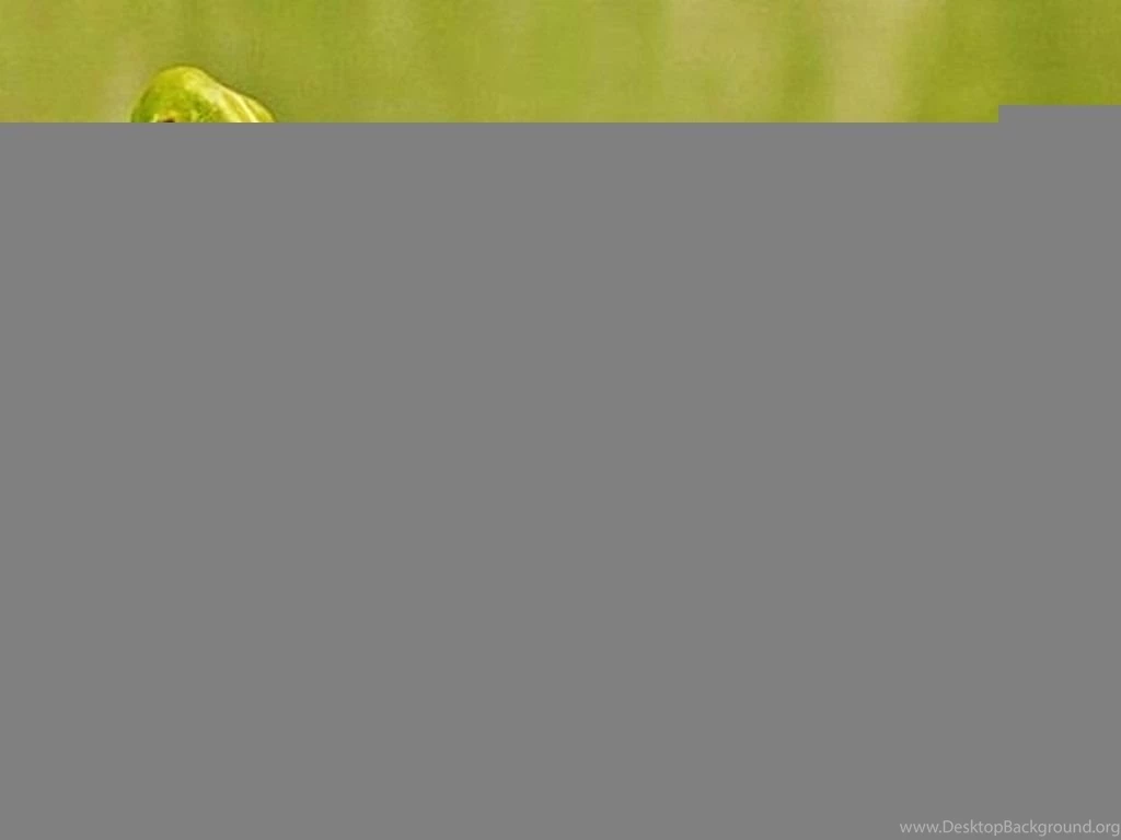 Nature Wallpapers Animals, Amphibia, Darkkhaki, Navajowhite ...