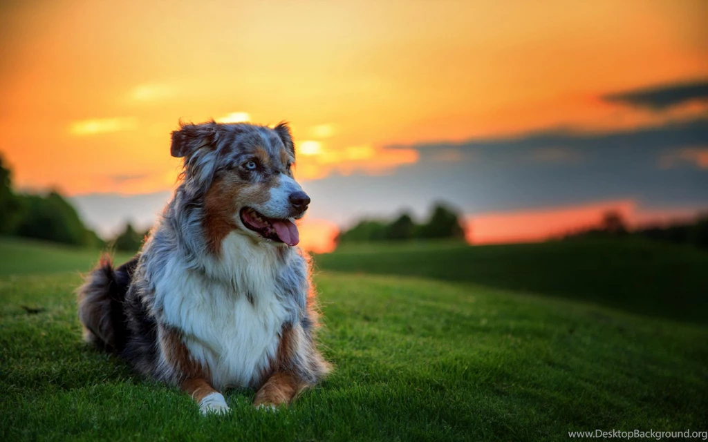 Australian Shepherd HD Wallpaper, Australian Shepherd Images, New ...