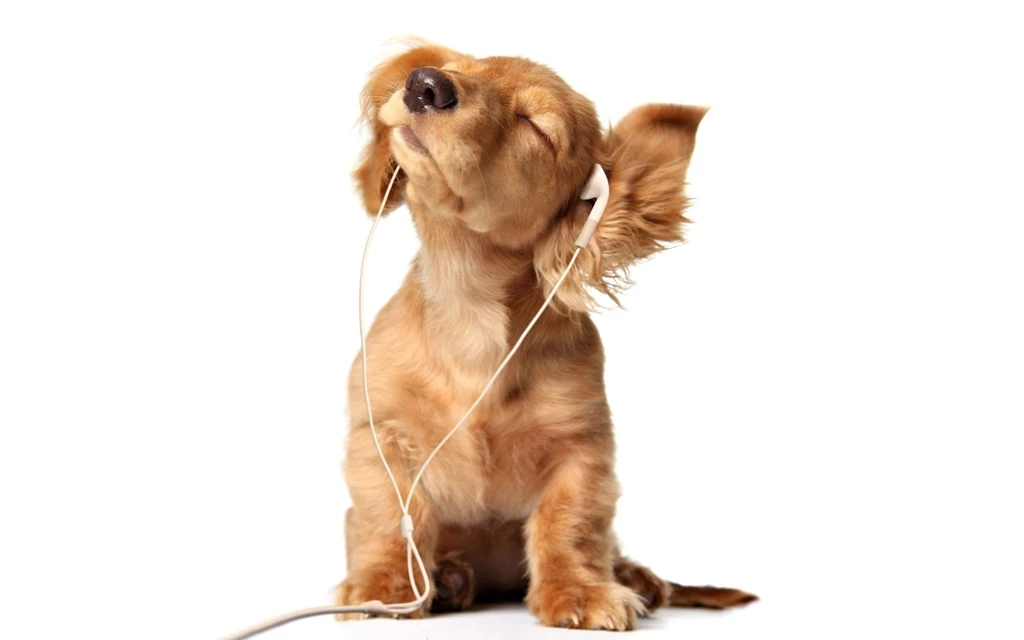 Dog wallpaper for ipad 103 3171 Desktop Wallpapers