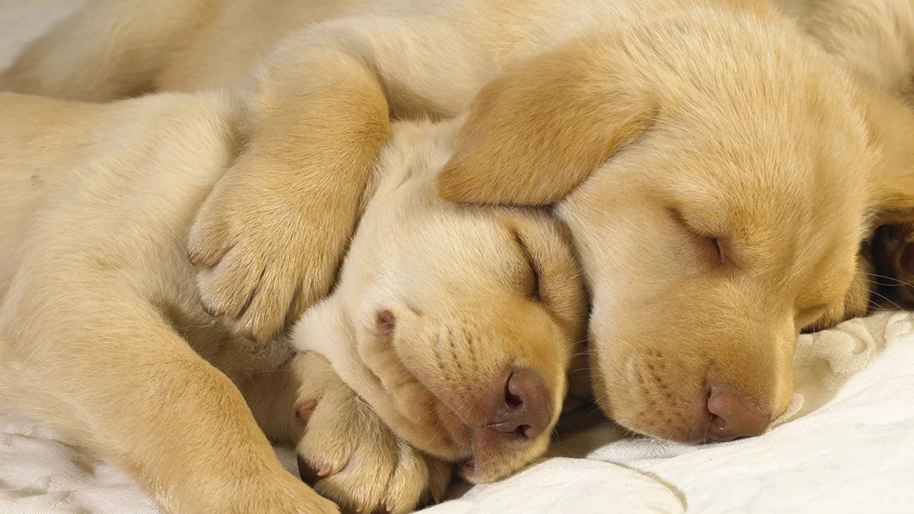 Hd Wallpapers Dog 1589991