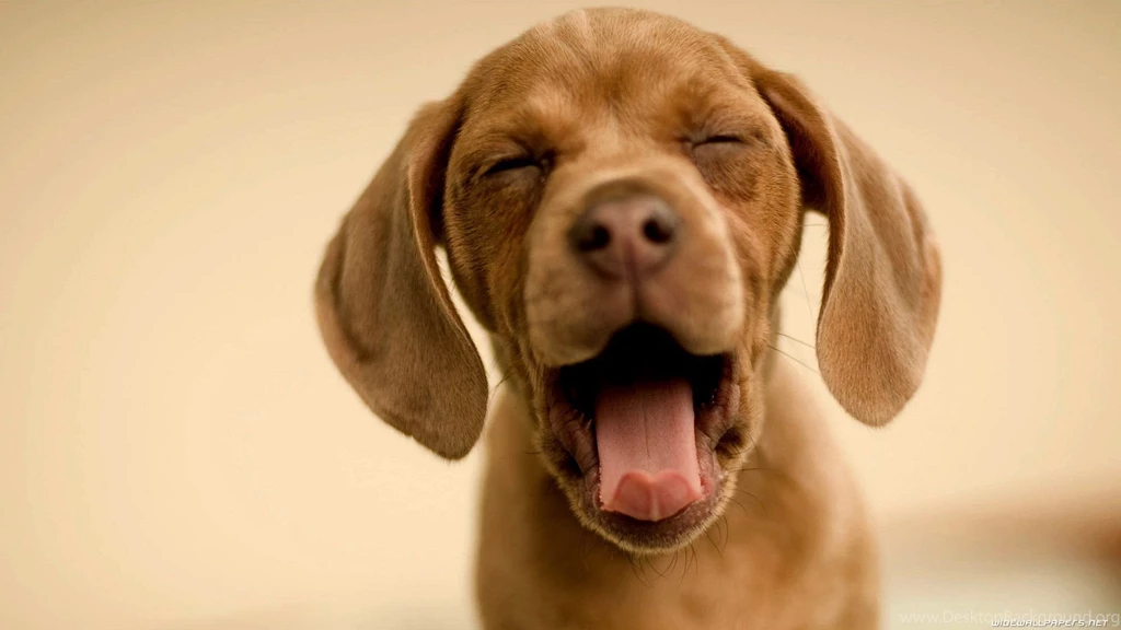 TM.Wallpapers Wide Wallpapers E HD Wallpapers Wide Wallpapers Dogs