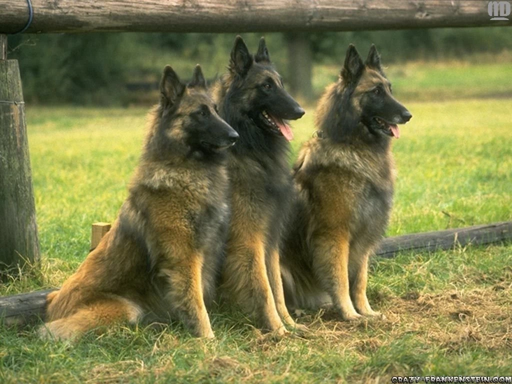 Free Wallpapers Three Dog Wallpapers