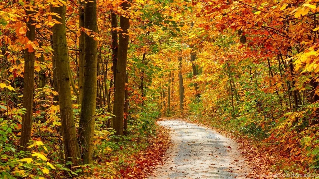 Gallery For Autumn Forest Desktop Backgrounds