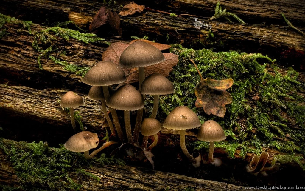 HD Mushrooms Wallpapers