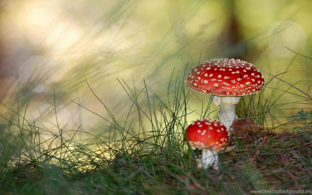Poisonous Mushrooms Wallpapers