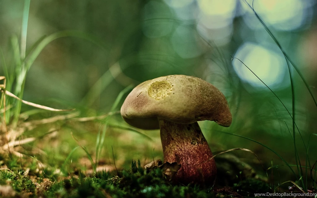 35 Amazing Green Nature Wallpapers   DezineGuide