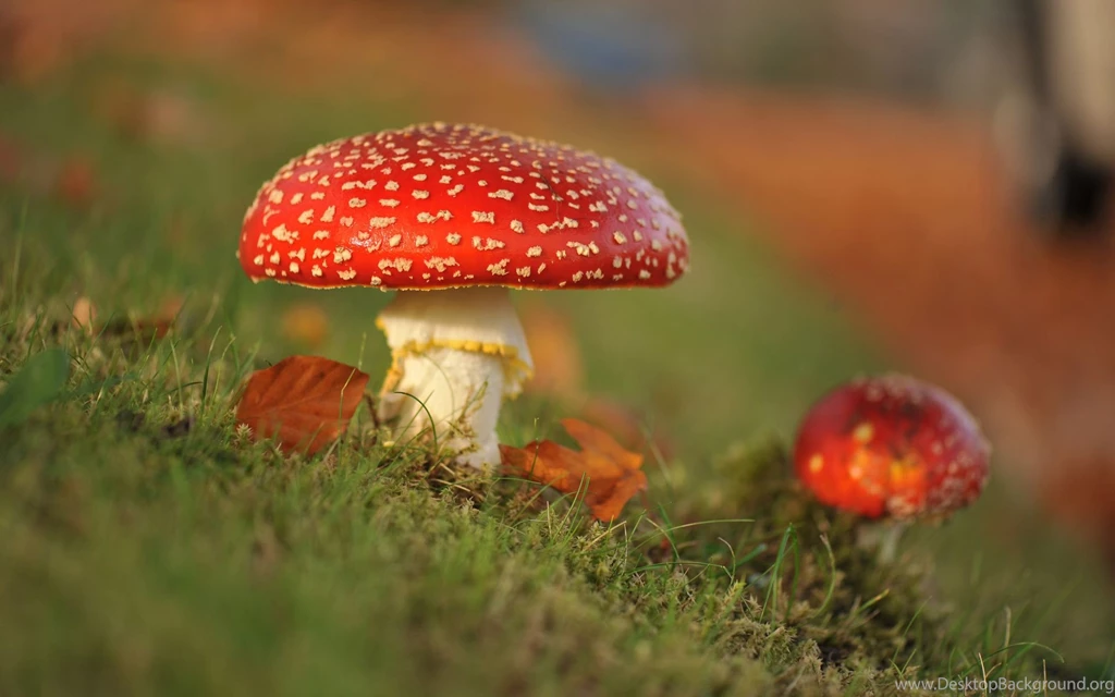 Autumn Red Mushrooms Wallpaper.jpg