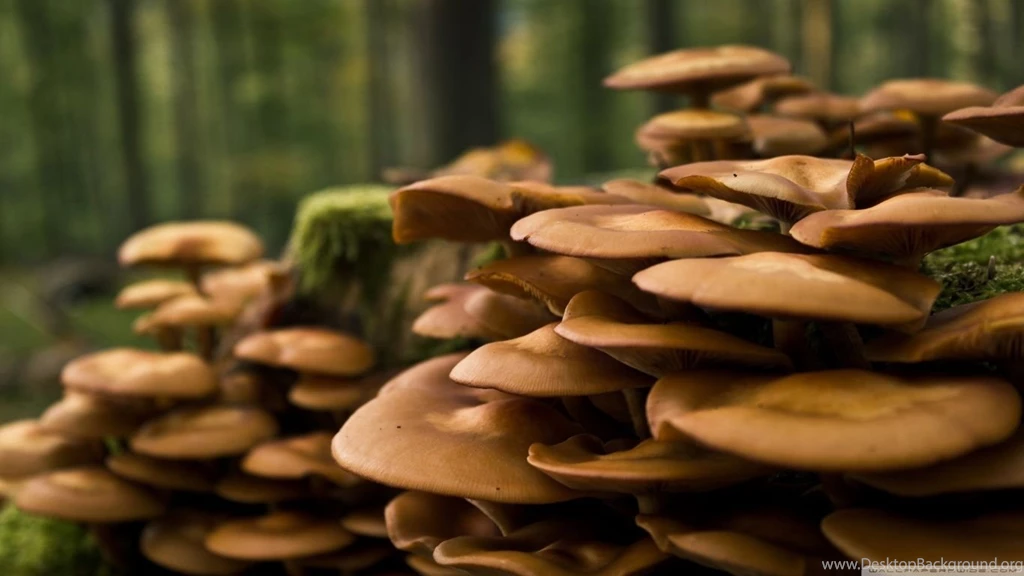 Forest Mushrooms HD Desktop Wallpapers : High Definition ...