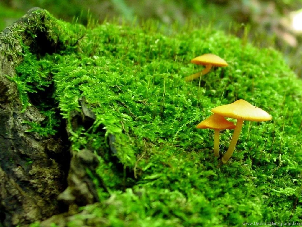 WiseAcre Gardens » Blog Archive » Mushroom Wallpapers
