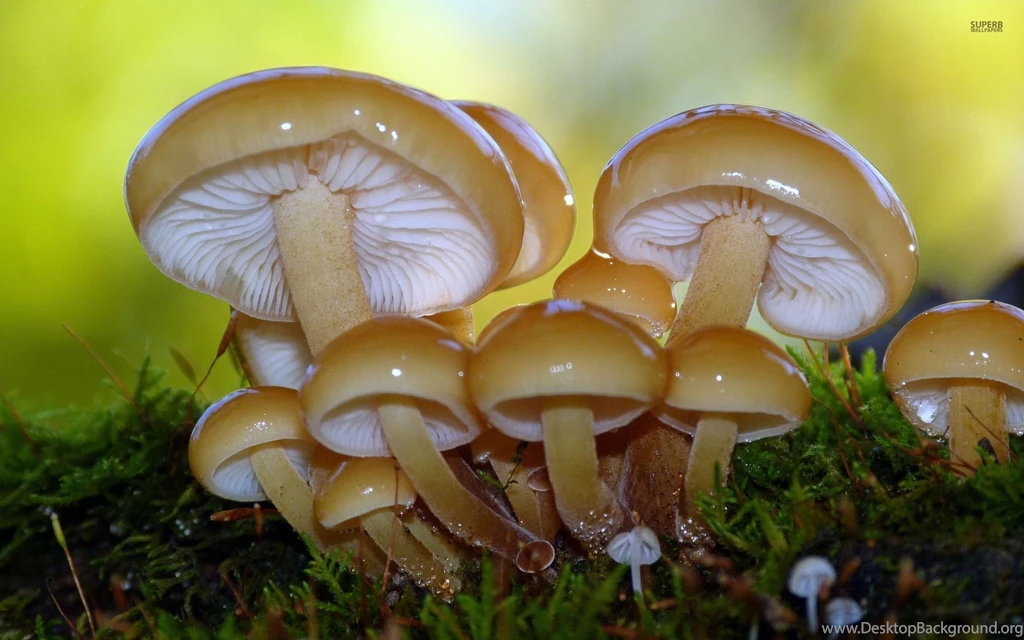 Shiny Mushrooms Wallpapers   Photography Wallpapers