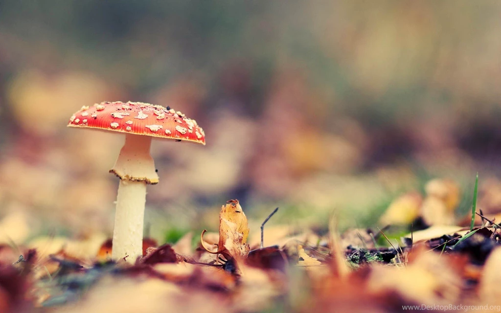 Danbo Mushrooms Wallpapers
